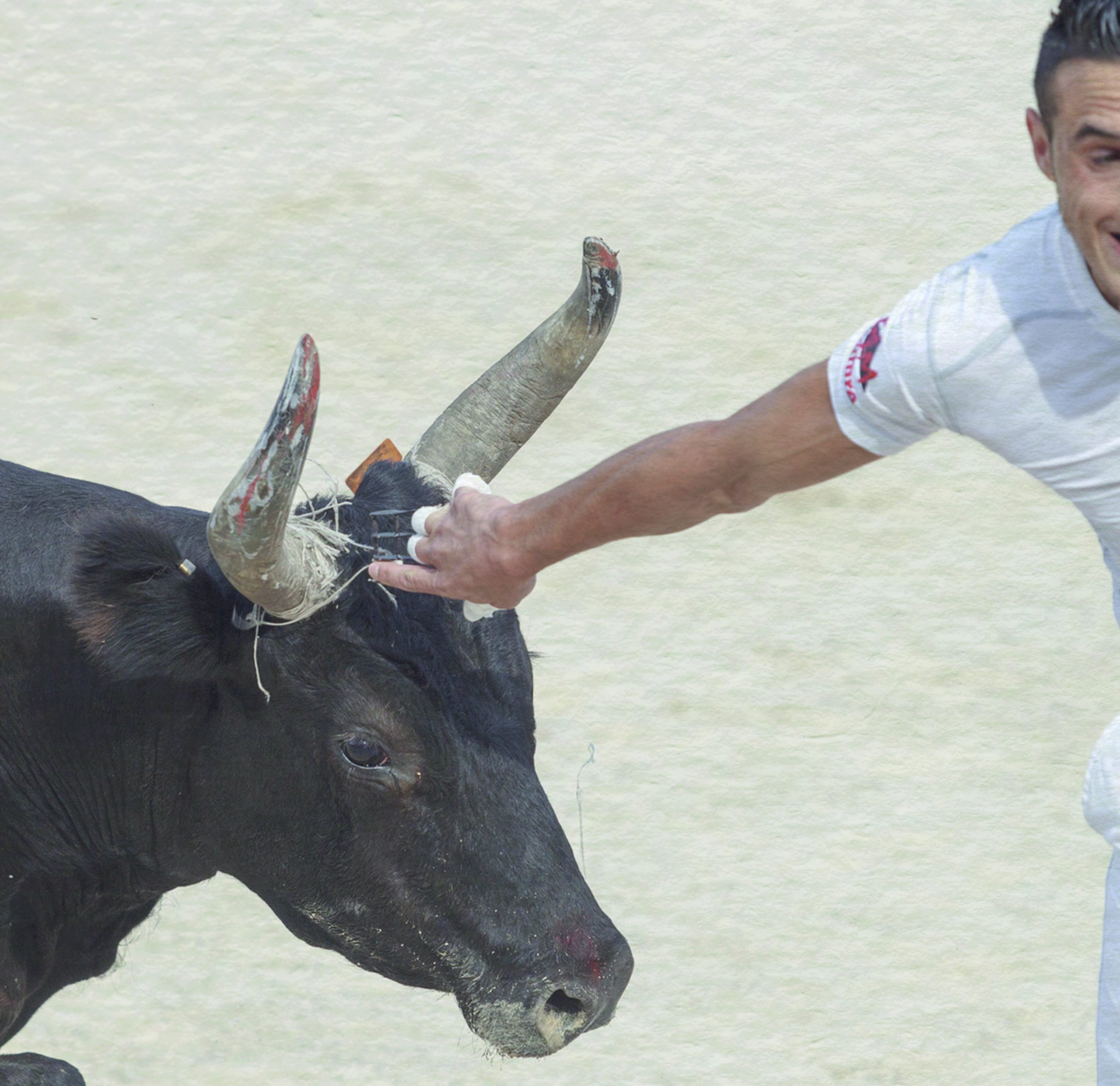 TROPHÉE TAURIN